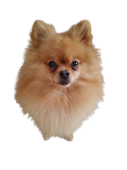 Собака Банка Тоша